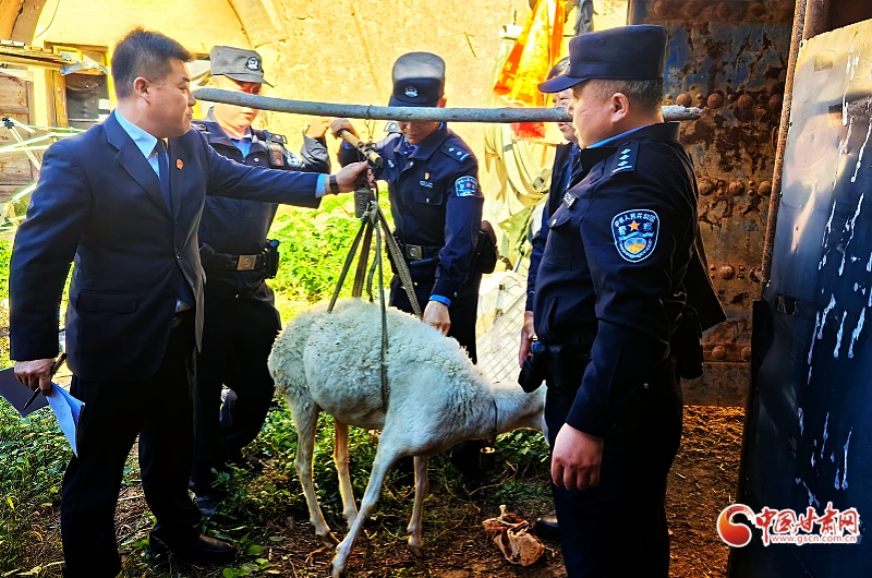 视频|“陇原风暴”正宁亮剑：1163.5万网友见证以羊抵债、司法拘留等硬核执行